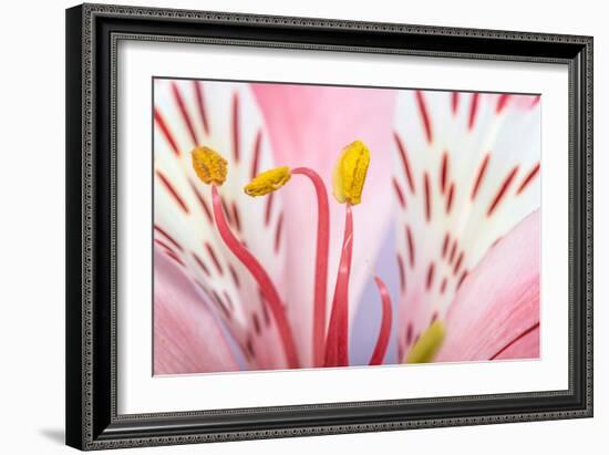 Macro Shot Flower Blossom-Deyan Georgiev-Framed Photographic Print