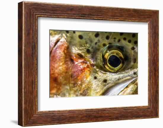 Macro Shot of a Rainbow Trout Cheek and Eye-Matt Jones-Framed Photographic Print