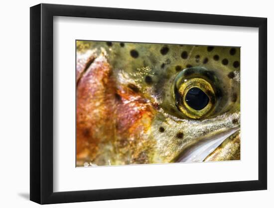 Macro Shot of a Rainbow Trout Cheek and Eye-Matt Jones-Framed Photographic Print