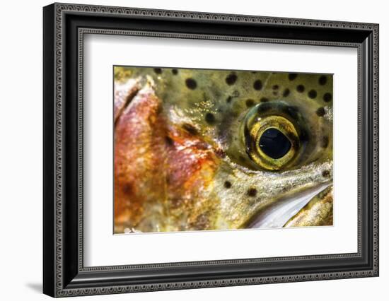 Macro Shot of a Rainbow Trout Cheek and Eye-Matt Jones-Framed Photographic Print