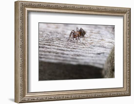 Macro Shot of a Red Wood Ant-Niki Haselwanter-Framed Photographic Print