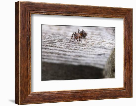 Macro Shot of a Red Wood Ant-Niki Haselwanter-Framed Photographic Print