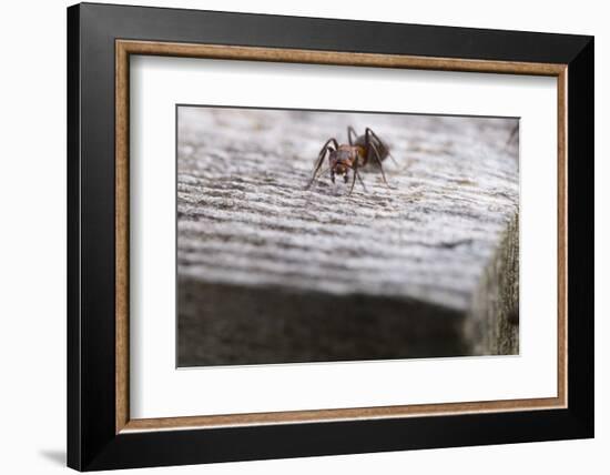 Macro Shot of a Red Wood Ant-Niki Haselwanter-Framed Photographic Print