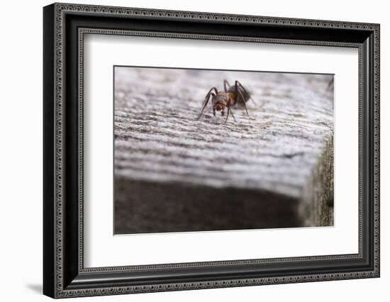 Macro Shot of a Red Wood Ant-Niki Haselwanter-Framed Photographic Print