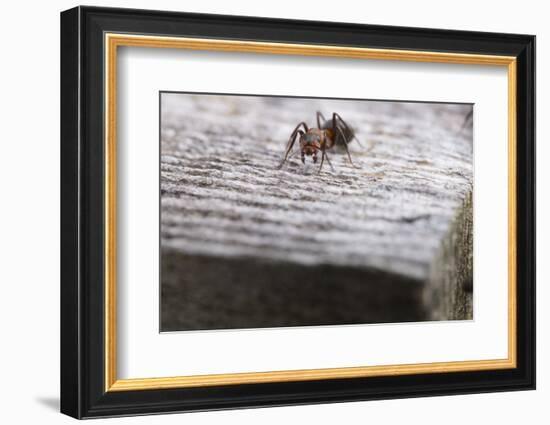 Macro Shot of a Red Wood Ant-Niki Haselwanter-Framed Photographic Print
