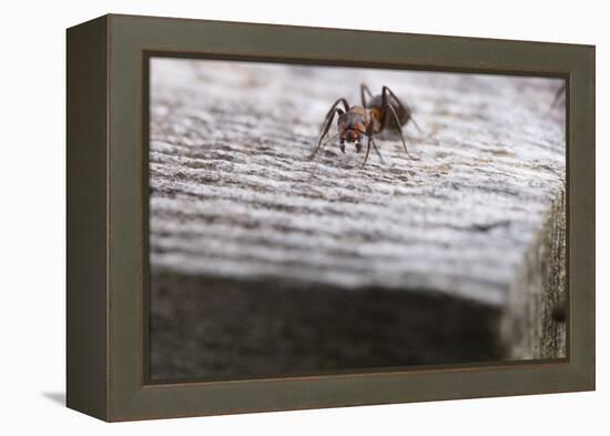 Macro Shot of a Red Wood Ant-Niki Haselwanter-Framed Premier Image Canvas