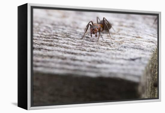 Macro Shot of a Red Wood Ant-Niki Haselwanter-Framed Premier Image Canvas