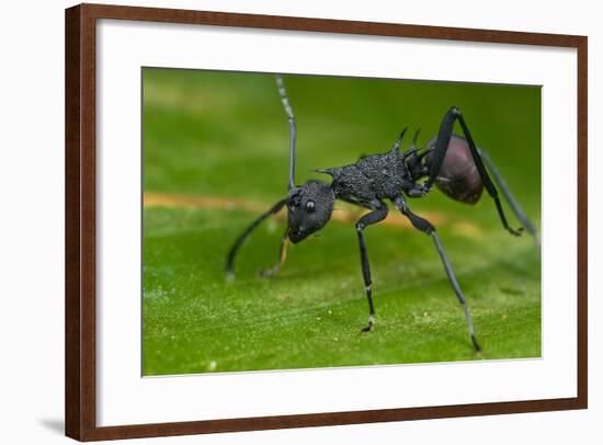 Macro Shot of a Spiny Black Ant-kurt_G-Framed Photographic Print