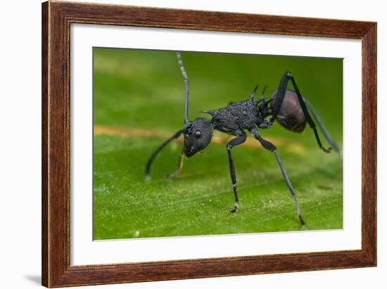 Macro Shot of a Spiny Black Ant-kurt_G-Framed Photographic Print