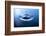 Macro Shot of Water Drop Falling-Jag_cz-Framed Photographic Print