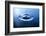 Macro Shot of Water Drop Falling-Jag_cz-Framed Photographic Print