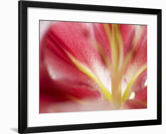 Macro Stargazer II-Jonathan Nourock-Framed Photographic Print