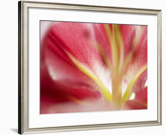 Macro Stargazer II-Jonathan Nourock-Framed Photographic Print