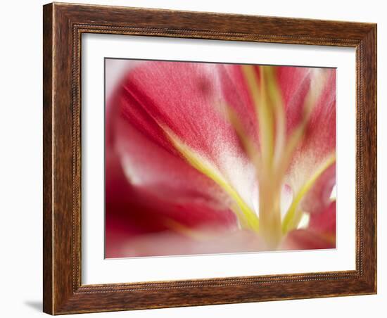 Macro Stargazer II-Jonathan Nourock-Framed Photographic Print