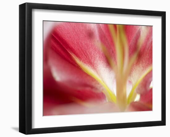 Macro Stargazer II-Jonathan Nourock-Framed Photographic Print