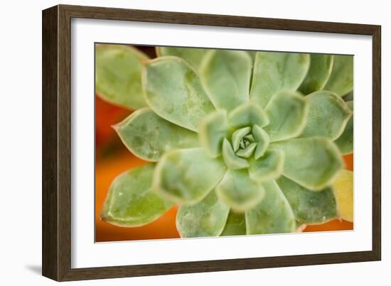 Macro Succulent I-Erin Berzel-Framed Photographic Print