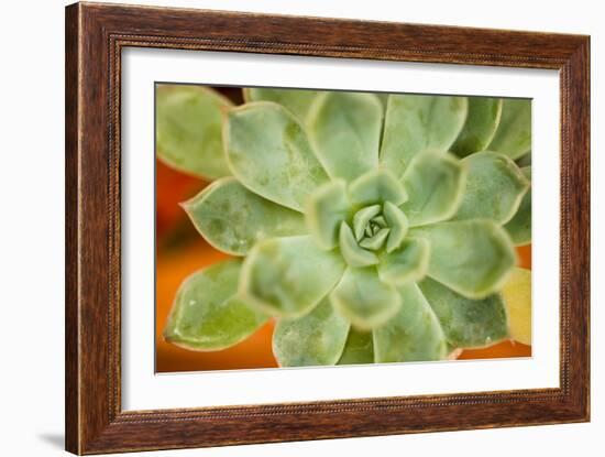 Macro Succulent I-Erin Berzel-Framed Photographic Print