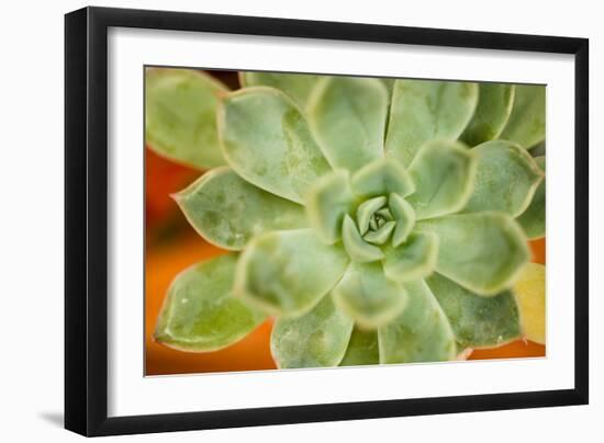 Macro Succulent I-Erin Berzel-Framed Photographic Print