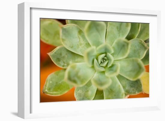 Macro Succulent I-Erin Berzel-Framed Photographic Print