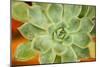 Macro Succulent I-Erin Berzel-Mounted Photographic Print