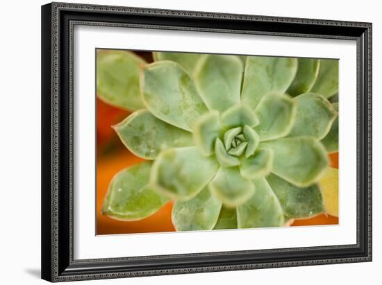 Macro Succulent I-Erin Berzel-Framed Photographic Print