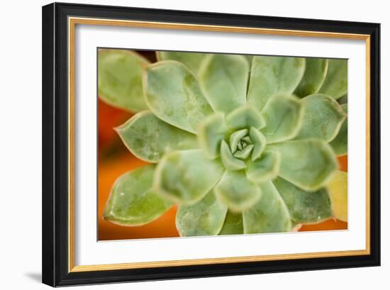 Macro Succulent I-Erin Berzel-Framed Photographic Print