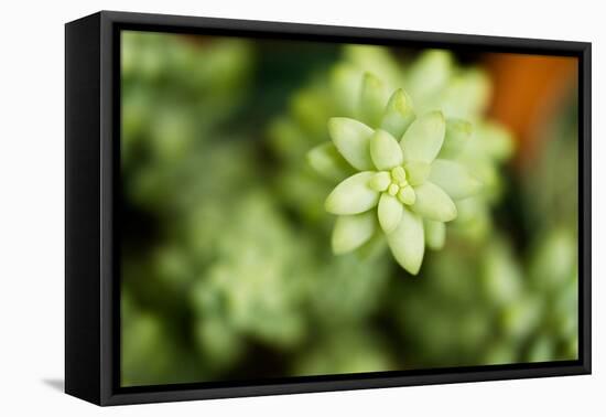 Macro Succulent II-Erin Berzel-Framed Premier Image Canvas