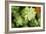 Macro Succulent II-Erin Berzel-Framed Photographic Print