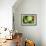 Macro Succulent II-Erin Berzel-Framed Photographic Print displayed on a wall