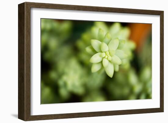 Macro Succulent II-Erin Berzel-Framed Photographic Print