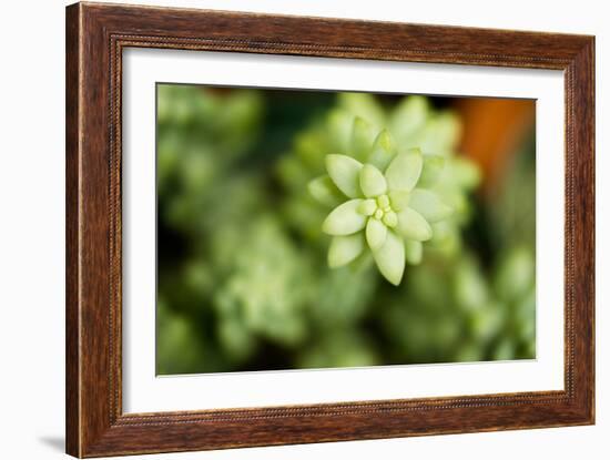 Macro Succulent II-Erin Berzel-Framed Photographic Print