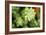 Macro Succulent II-Erin Berzel-Framed Photographic Print