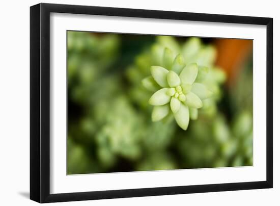Macro Succulent II-Erin Berzel-Framed Photographic Print