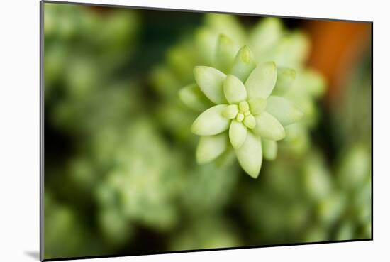 Macro Succulent II-Erin Berzel-Mounted Photographic Print