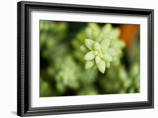 Macro Succulent II-Erin Berzel-Framed Photographic Print