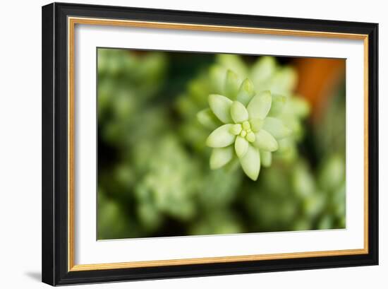 Macro Succulent II-Erin Berzel-Framed Photographic Print