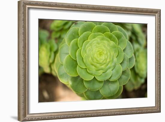 Macro Succulent III-Erin Berzel-Framed Photographic Print