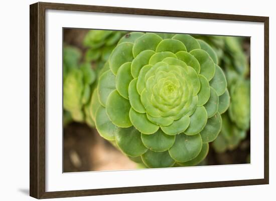 Macro Succulent III-Erin Berzel-Framed Photographic Print