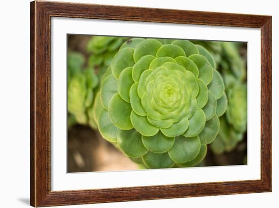 Macro Succulent III-Erin Berzel-Framed Photographic Print