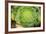 Macro Succulent III-Erin Berzel-Framed Photographic Print