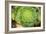 Macro Succulent III-Erin Berzel-Framed Photographic Print