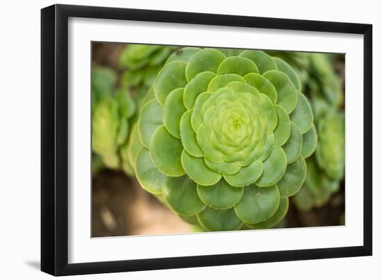 Macro Succulent III-Erin Berzel-Framed Photographic Print