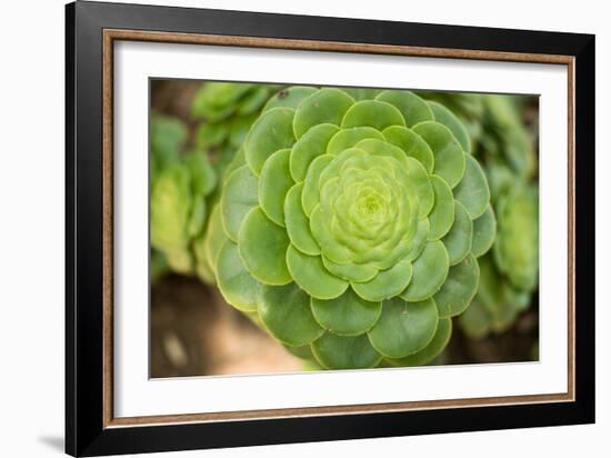 Macro Succulent III-Erin Berzel-Framed Photographic Print