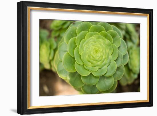 Macro Succulent III-Erin Berzel-Framed Photographic Print