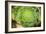 Macro Succulent III-Erin Berzel-Framed Photographic Print