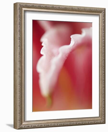 Macro Tulip I-Jonathan Nourock-Framed Photographic Print