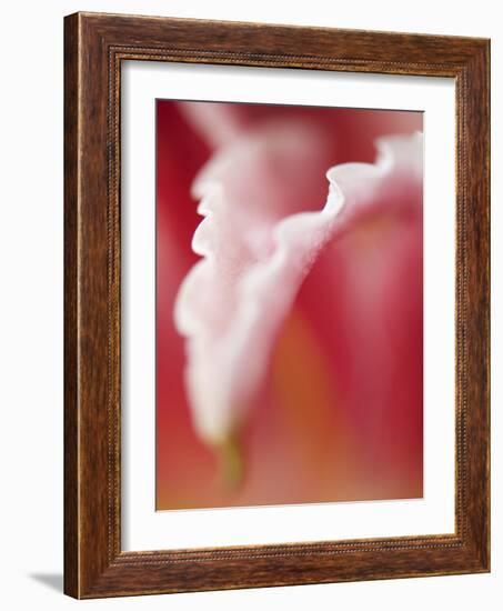 Macro Tulip I-Jonathan Nourock-Framed Photographic Print