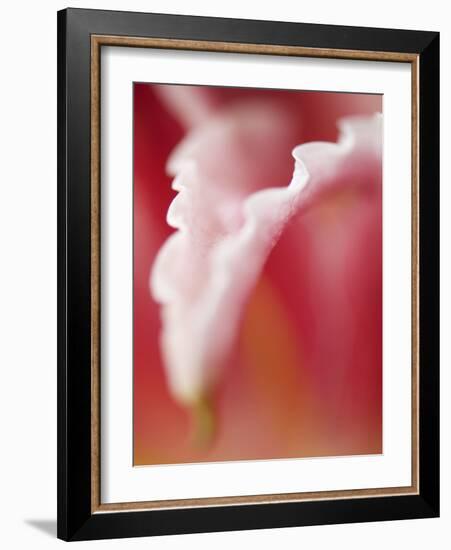 Macro Tulip I-Jonathan Nourock-Framed Photographic Print