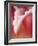 Macro Tulip I-Jonathan Nourock-Framed Photographic Print