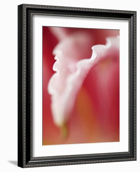 Macro Tulip I-Jonathan Nourock-Framed Photographic Print